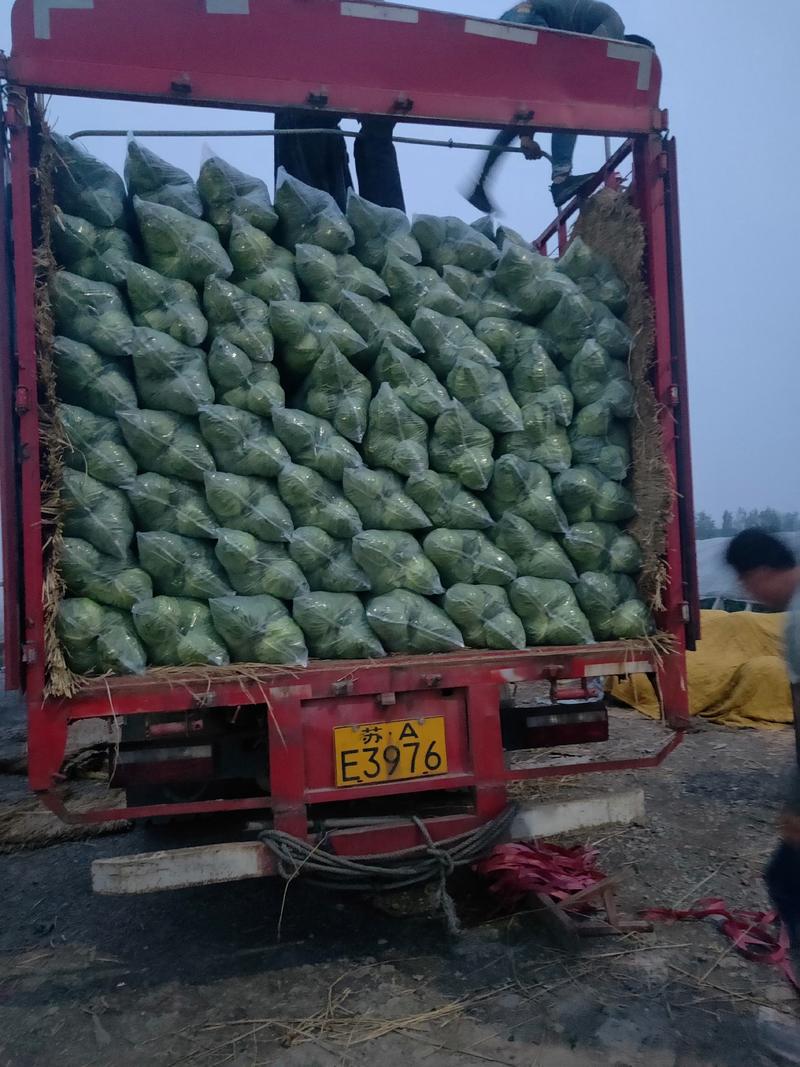 徐州优质甘蓝，适合发往各大市场，颜色绿，个头均匀，来电优