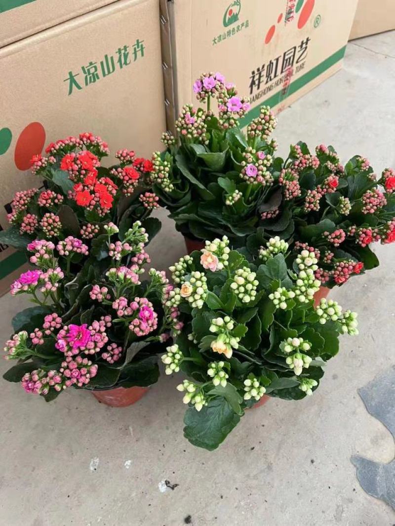 150杯长寿花大长寿品种齐全基地直发