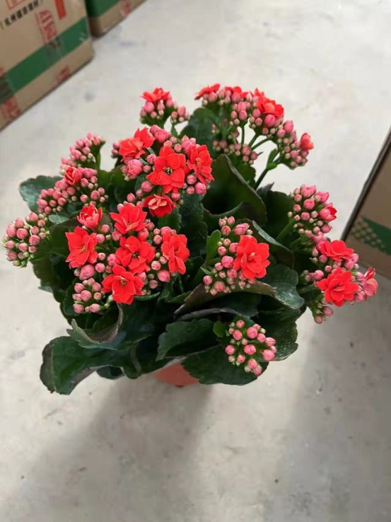 150杯长寿花大长寿品种齐全基地直发