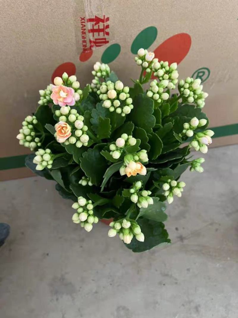 150杯长寿花大长寿品种齐全基地直发