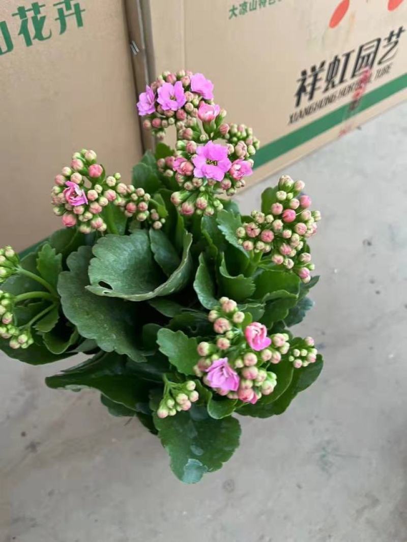 150杯长寿花大长寿品种齐全基地直发