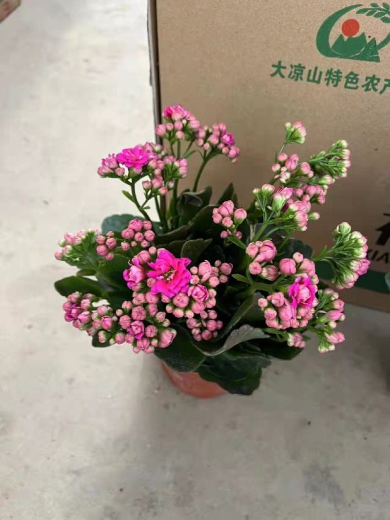 150杯长寿花大长寿品种齐全基地直发