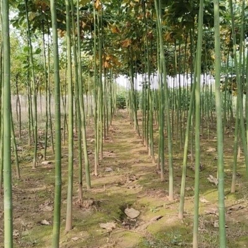 米径2公分精品青桐树质量有保证！量大从优！