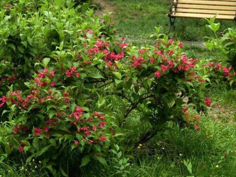 红王子锦带花