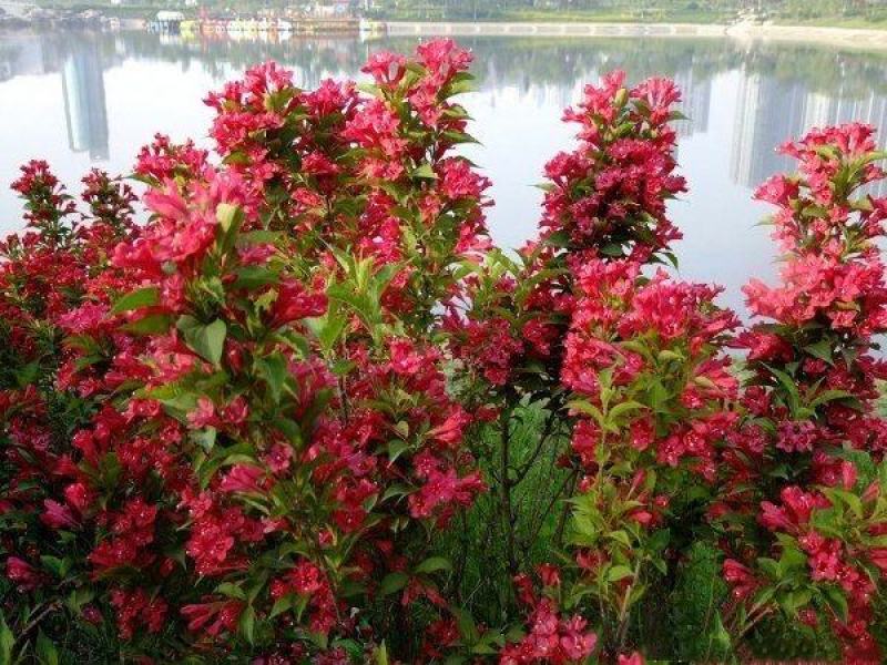 红王子锦带花