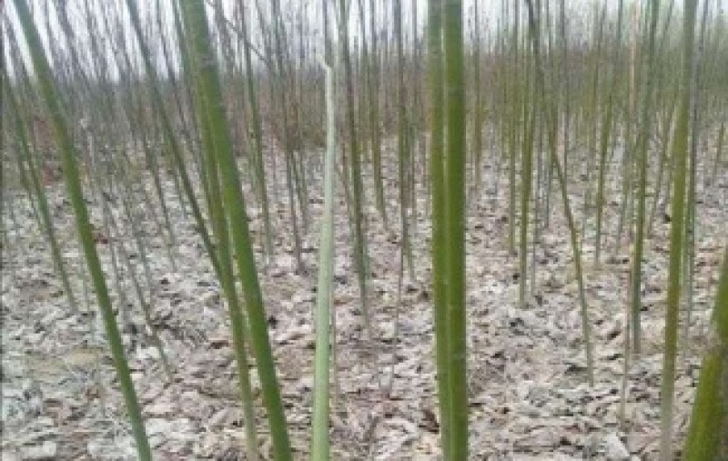 米径2公分精品青桐树质量有保证！量大从优！
