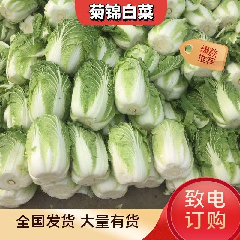 新白菜黄心白菜产地供货市场超市质量保障诚信代办