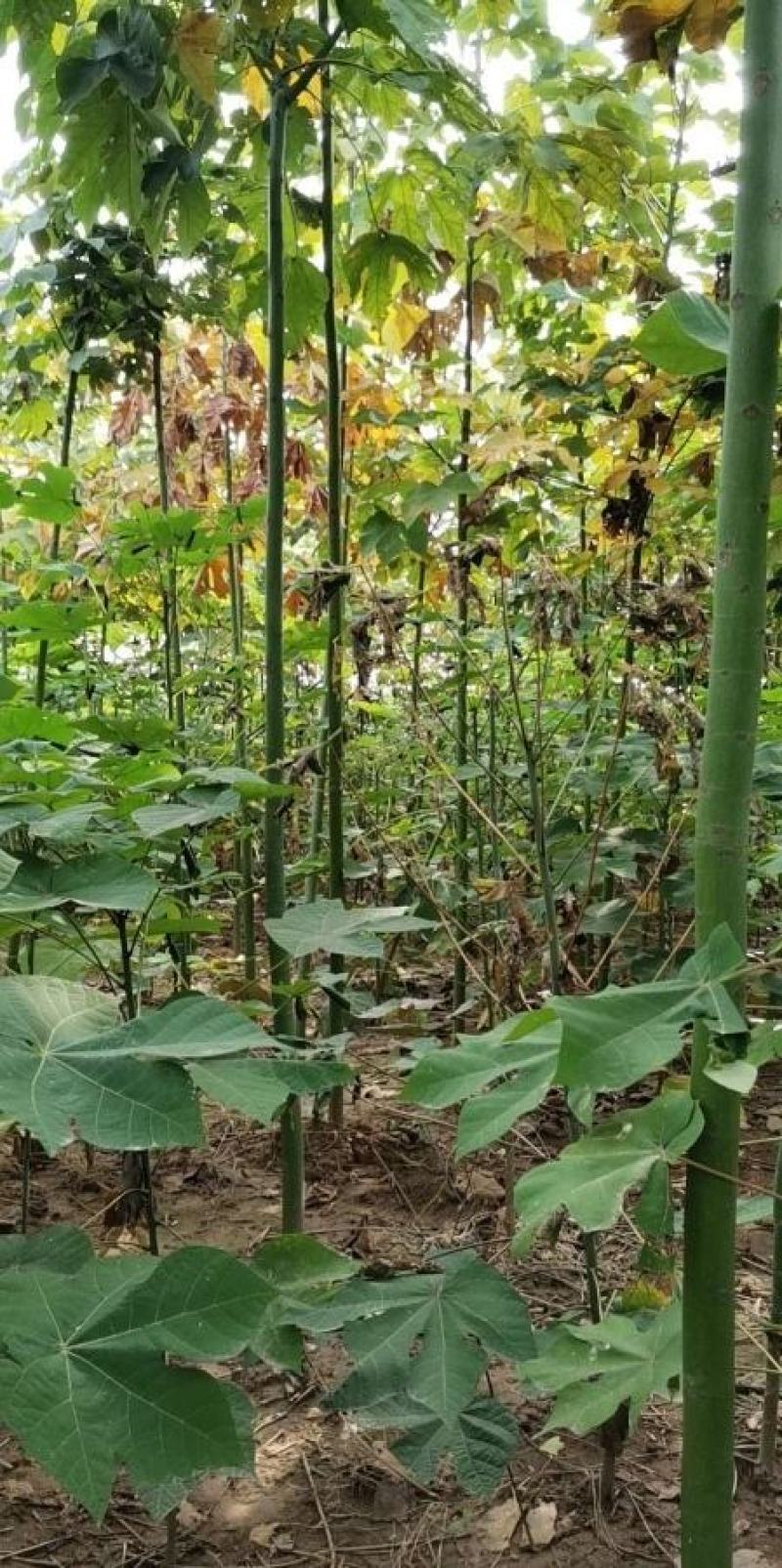 米径4公分精品青桐树质量有保证！量大从优！