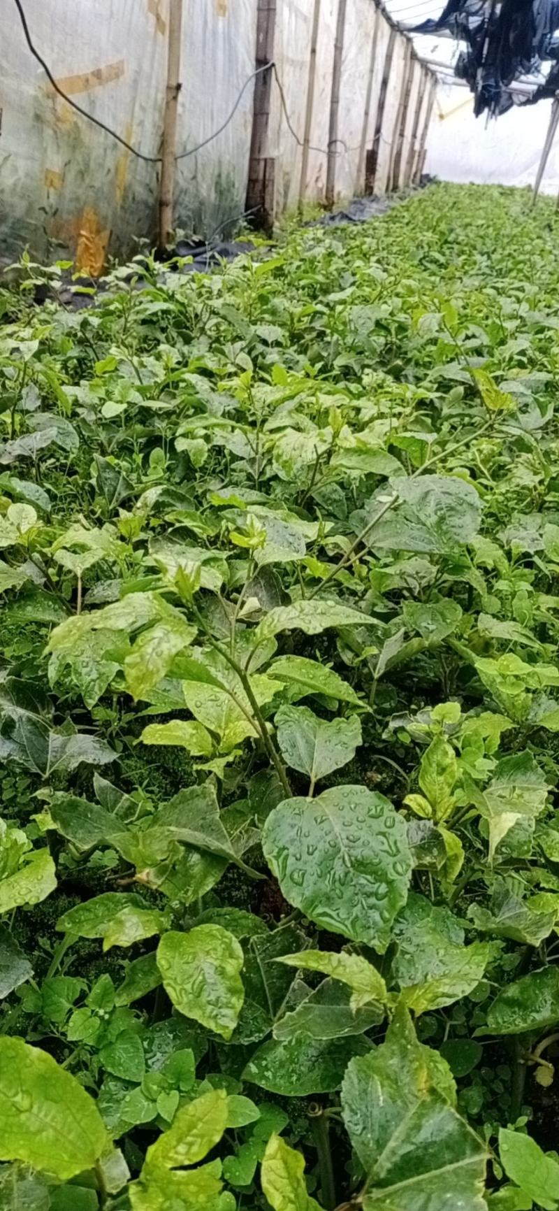 黄金百香果苗