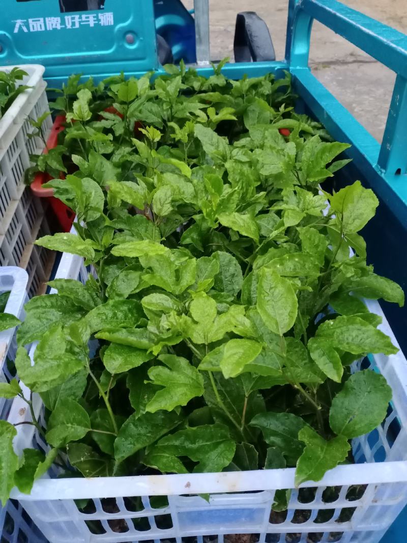 黄金百香果苗
