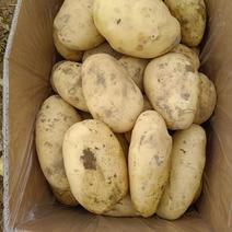 云南土豆上市了，大，中，小号，大量供应，特级超市专供