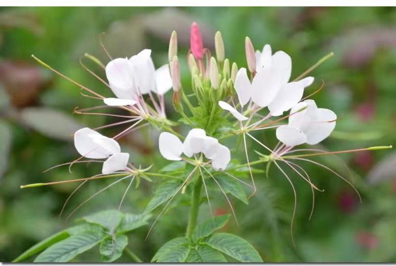 醉蝶花种子四季易种活景观绿化园林庭院种植花期长蜜源