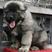 高加索幼犬巨型熊版高加索护卫犬俄罗斯牧羊犬猎犬