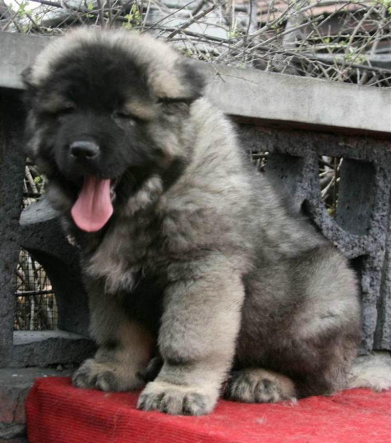 高加索幼犬巨型熊版高加索护卫犬俄罗斯牧羊犬猎犬