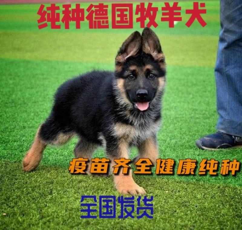 德国牧羊犬纯种德牧幼犬黑背弓背牧羊犬看家护院犬