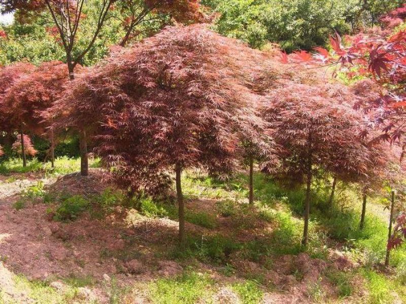 红叶羽毛枫
