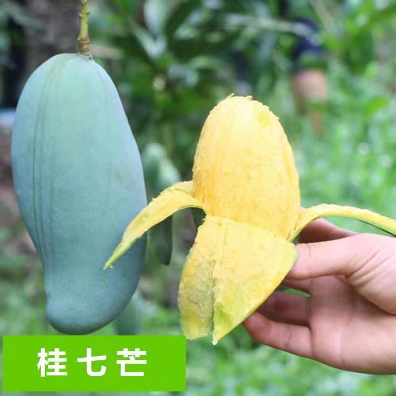 正宗嫁接苗四季蜜芒，金煌芒，贵妃芒，台农芒苗带土带叶发货