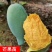 正宗嫁接苗四季蜜芒，金煌芒，贵妃芒，台农芒苗带土带叶发货