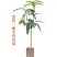 正宗嫁接苗四季蜜芒，金煌芒，贵妃芒，台农芒苗带土带叶发货