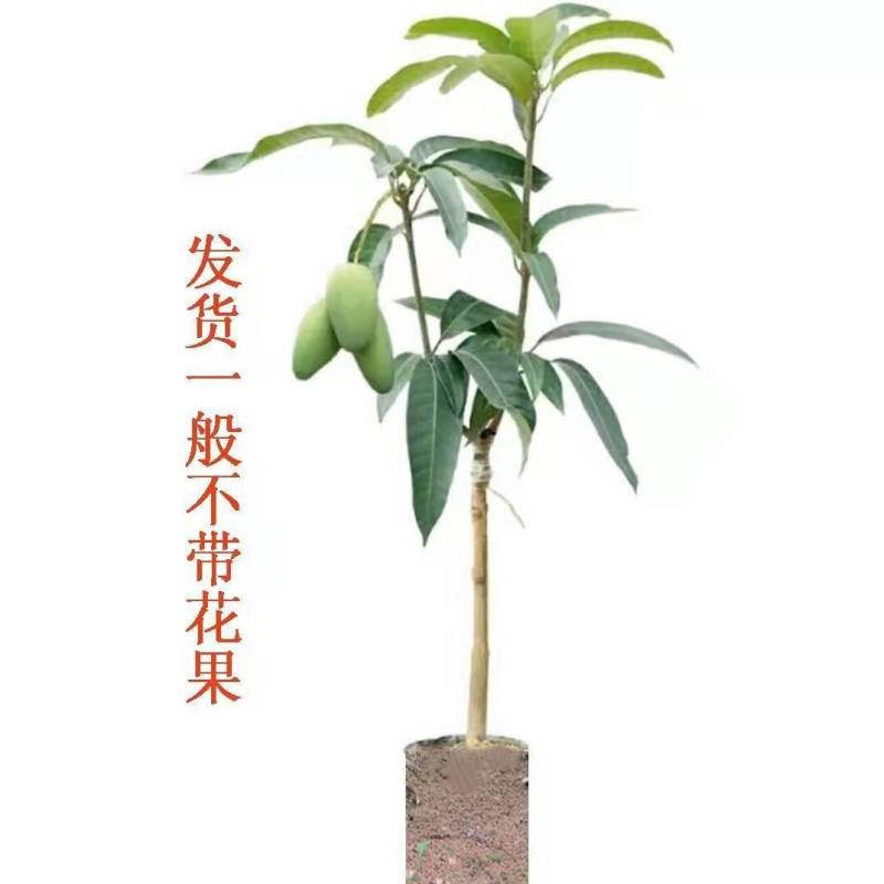正宗嫁接苗四季蜜芒，金煌芒，贵妃芒，台农芒苗带土带叶发货