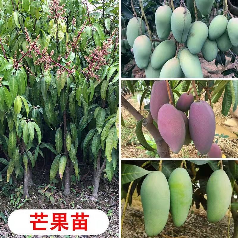 正宗嫁接苗四季蜜芒，金煌芒，贵妃芒，台农芒苗带土带叶发货