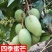 正宗嫁接苗四季蜜芒，金煌芒，贵妃芒，台农芒苗带土带叶发货