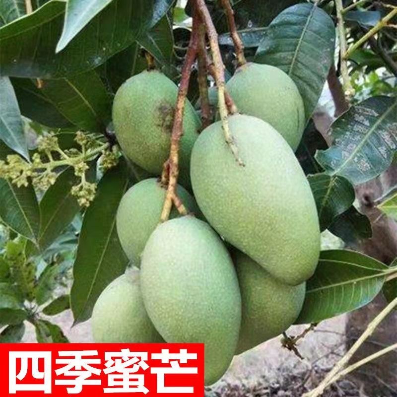正宗嫁接苗四季蜜芒，金煌芒，贵妃芒，台农芒苗带土带叶发货