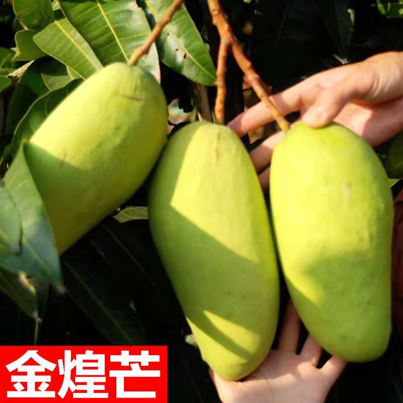 正宗嫁接苗四季蜜芒，金煌芒，贵妃芒，台农芒苗带土带叶发货