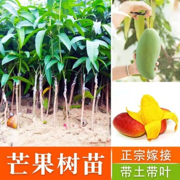 正宗嫁接苗四季蜜芒，金煌芒，贵妃芒，台农芒苗带土带叶发货
