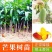 正宗嫁接苗四季蜜芒，金煌芒，贵妃芒，台农芒苗带土带叶发货