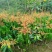 正宗嫁接苗四季蜜芒，金煌芒，贵妃芒，台农芒苗带土带叶发货