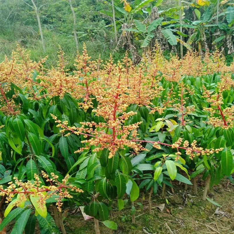 正宗嫁接苗四季蜜芒，金煌芒，贵妃芒，台农芒苗带土带叶发货