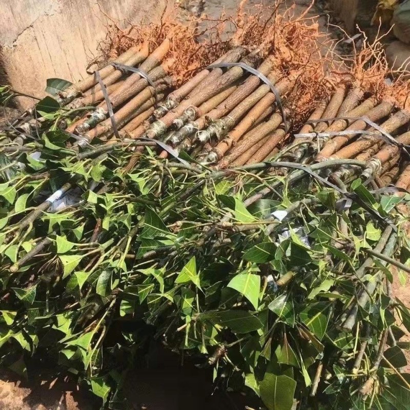 正宗嫁接苗四季蜜芒，金煌芒，贵妃芒，台农芒苗带土带叶发货