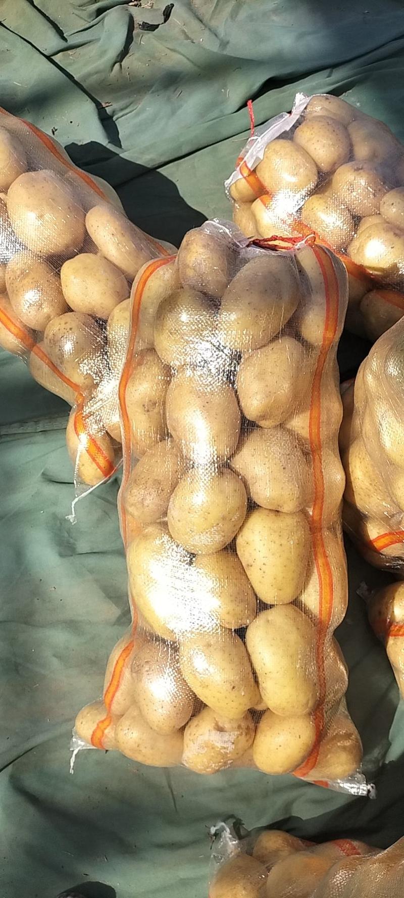 精品荷兰15土豆3两以上精品荷兰！！！！！！