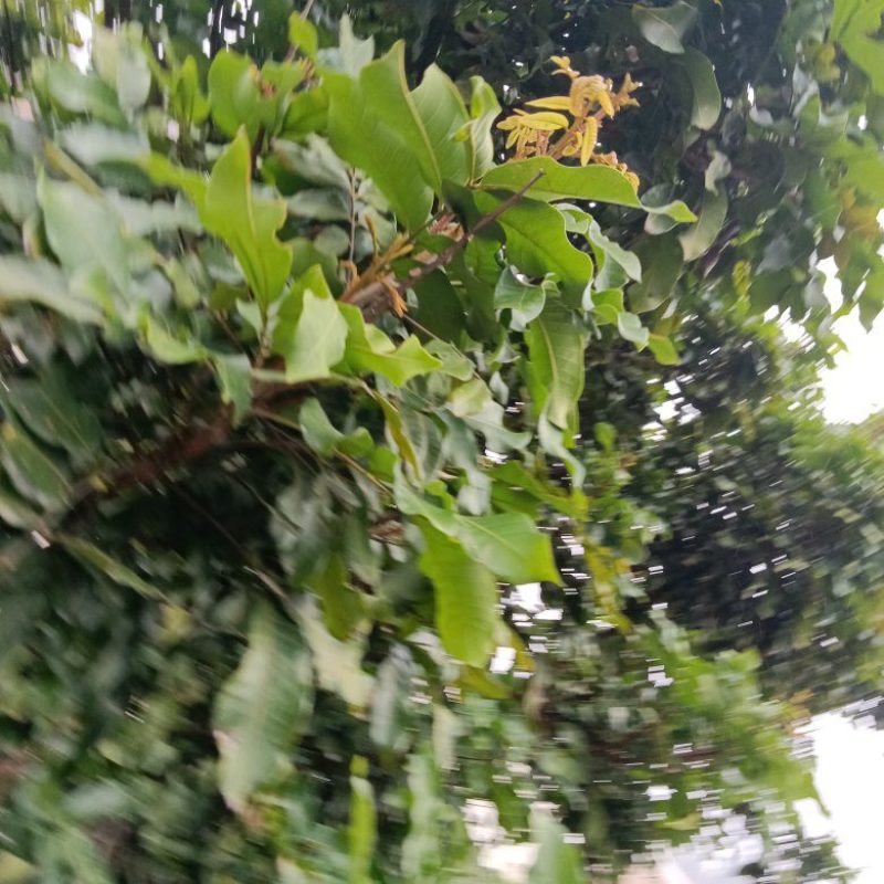 农民自种培育的龙眼苗，经过选种现挖现发带土2棵为一件包邮