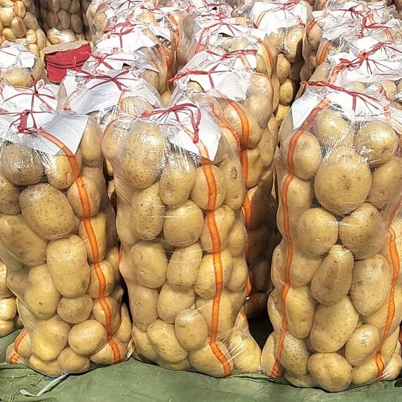 精品荷兰15土豆3两以上精品荷兰！！！！！！