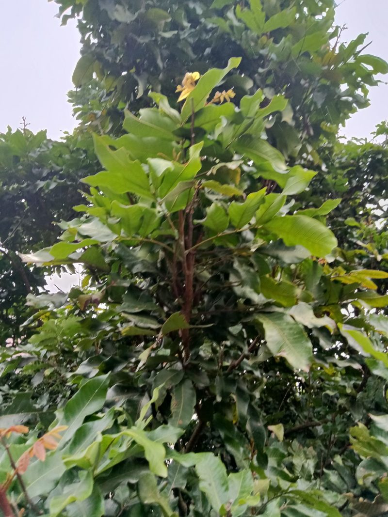 农民自种培育的龙眼苗，经过选种现挖现发带土2棵为一件包邮