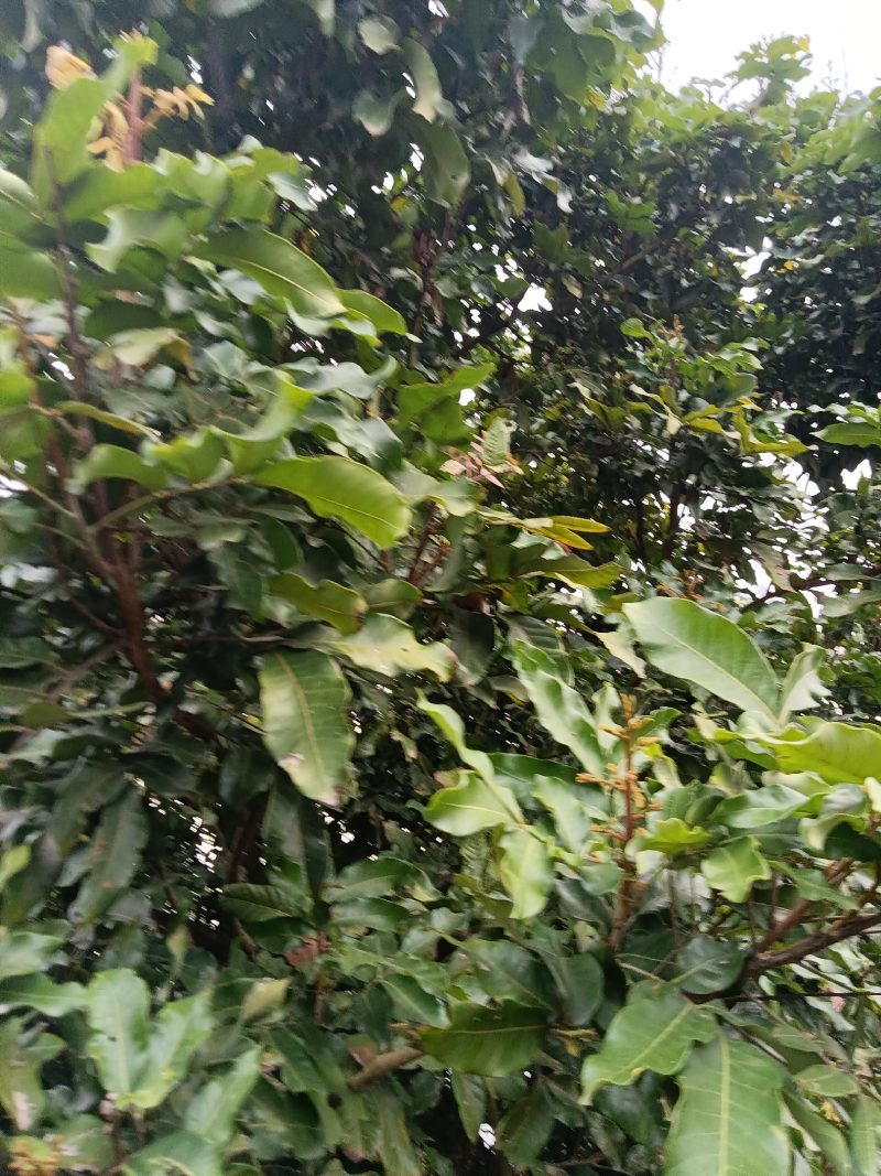 农民自种培育的龙眼苗，经过选种现挖现发带土2棵为一件包邮