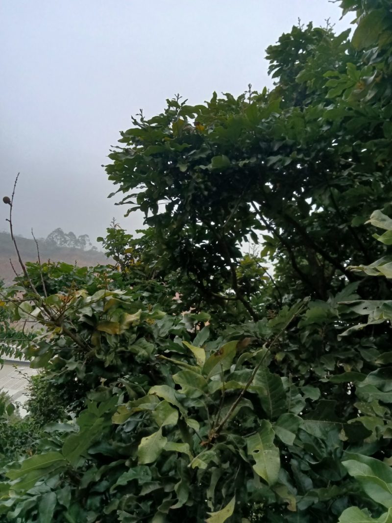 农民自种培育的龙眼苗，经过选种现挖现发带土2棵为一件包邮