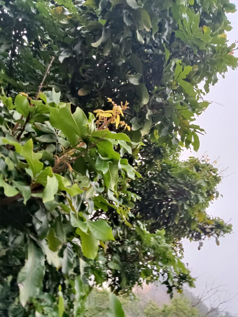 农民自种培育的龙眼苗，经过选种现挖现发带土2棵为一件包邮