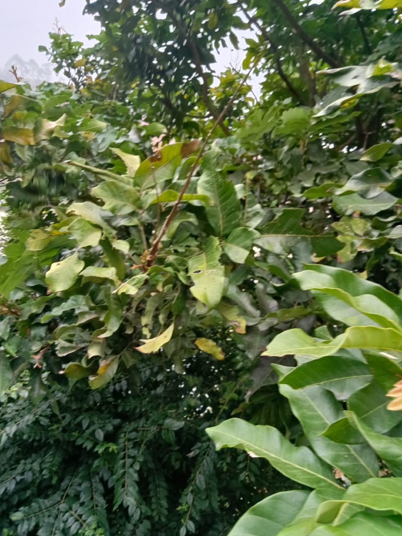 农民自种培育的龙眼苗，经过选种现挖现发带土2棵为一件包邮