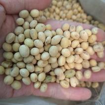 安徽黄豆，出浆率高达45%，地价转让