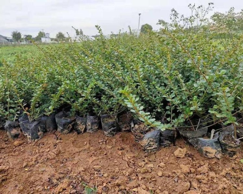 平枝栒子，一手货源，基地直发，大量供应100万棵