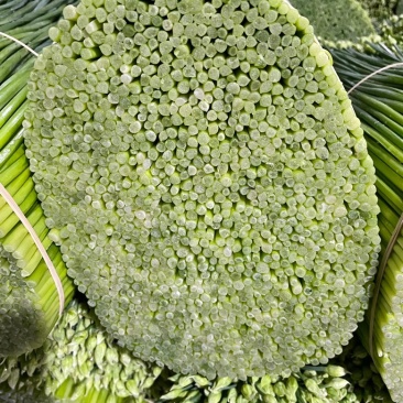 韭花