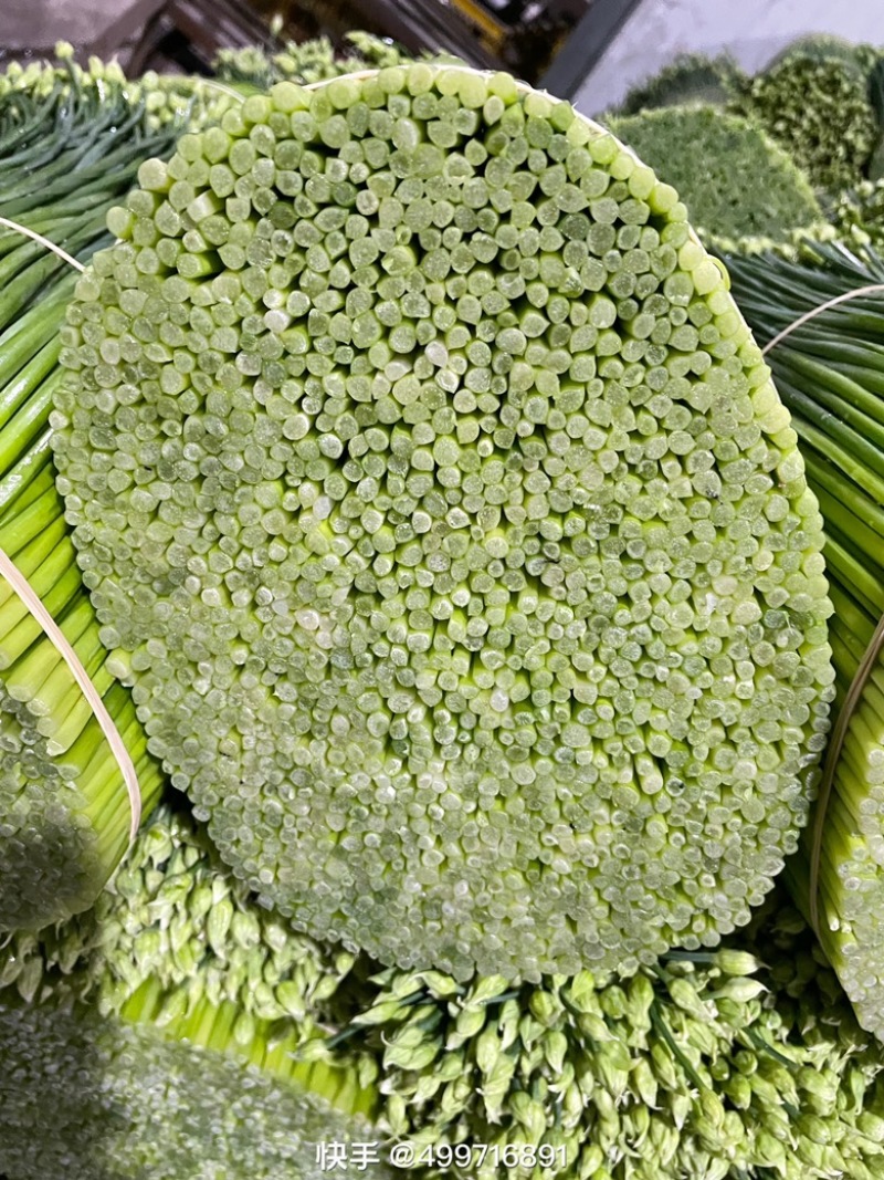 韭花