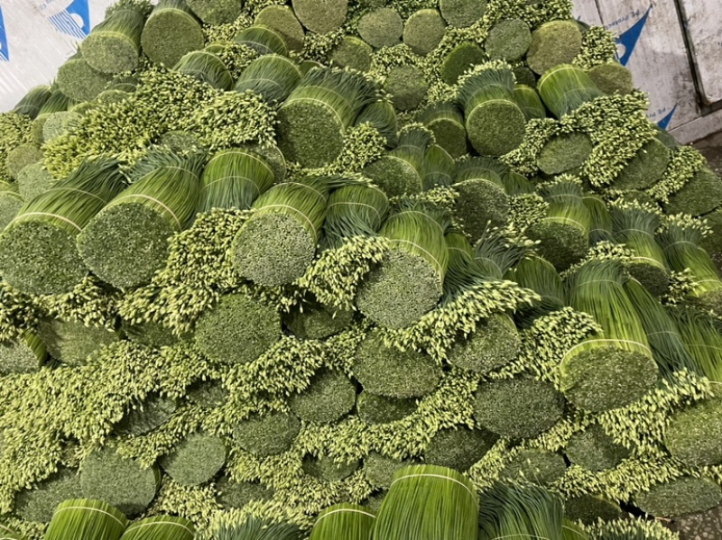 韭花