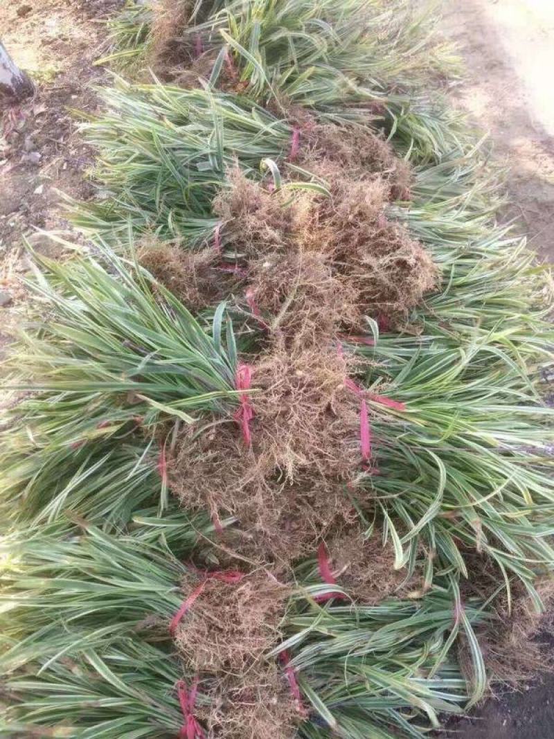 花叶麦冬