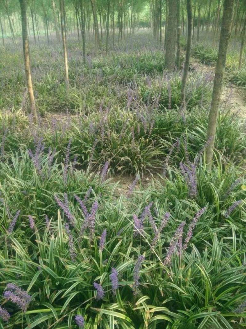 花叶麦冬