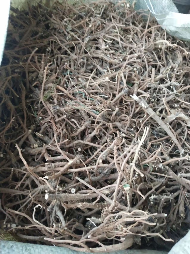柴胡-高含量超药典标准，中田山脉海拔地主产。。。。。。