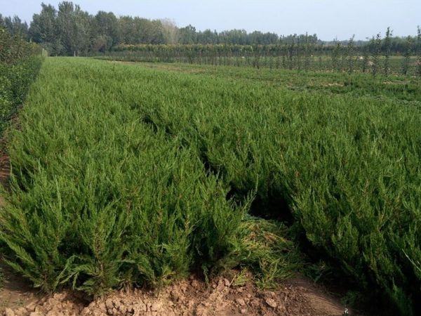 龙柏苗选购对比图